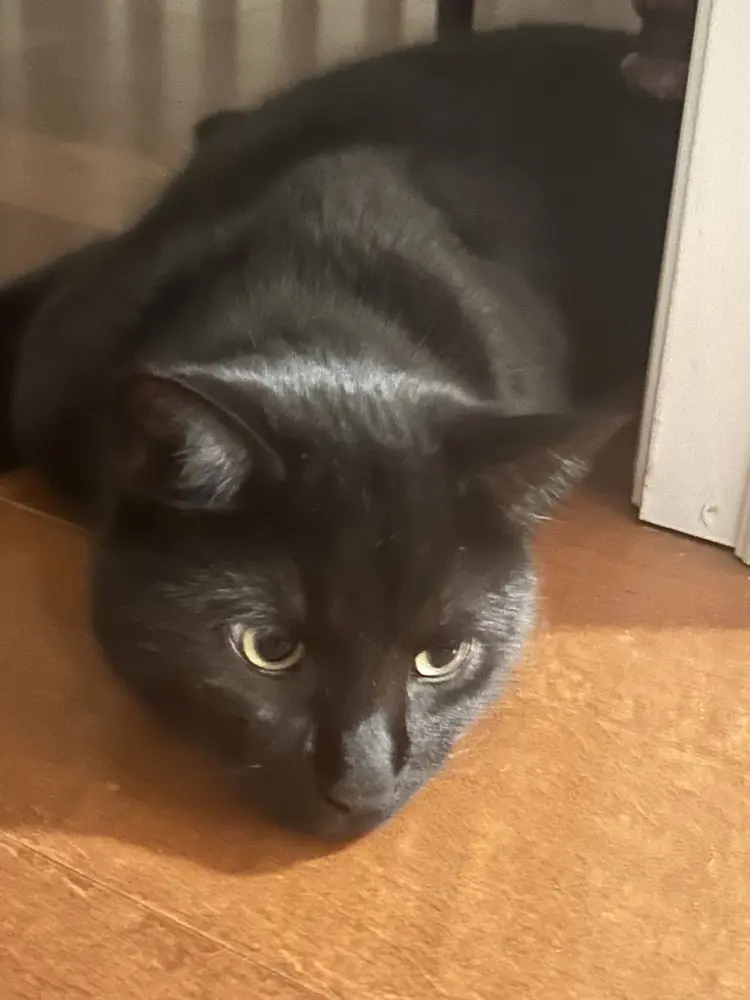 Carolyn Kelly avatar