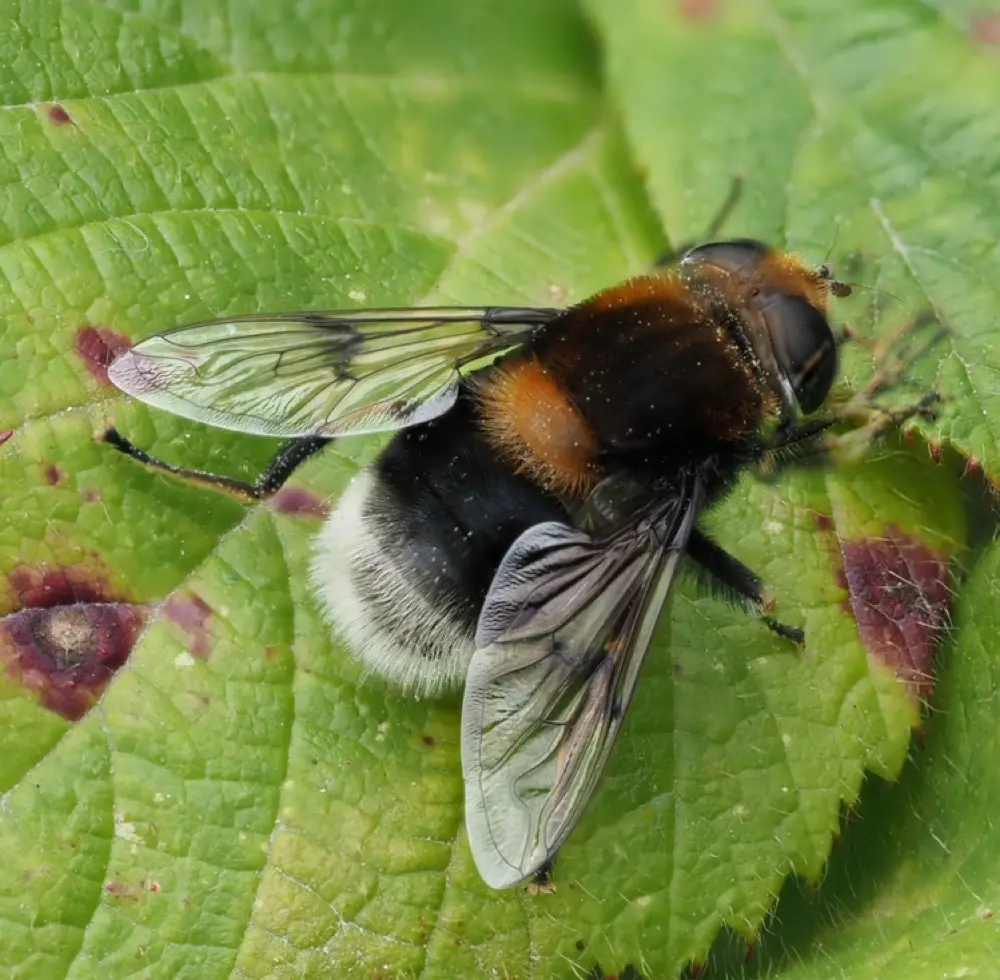 Eristalis profile pic