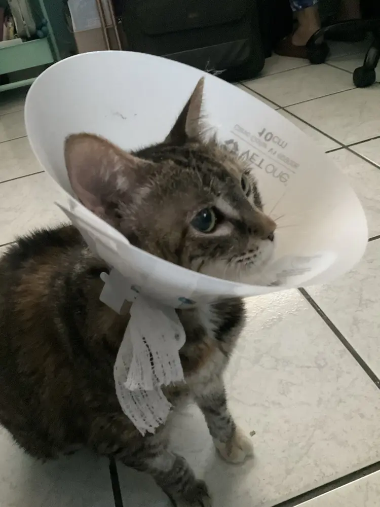 BequiBekku profile pic