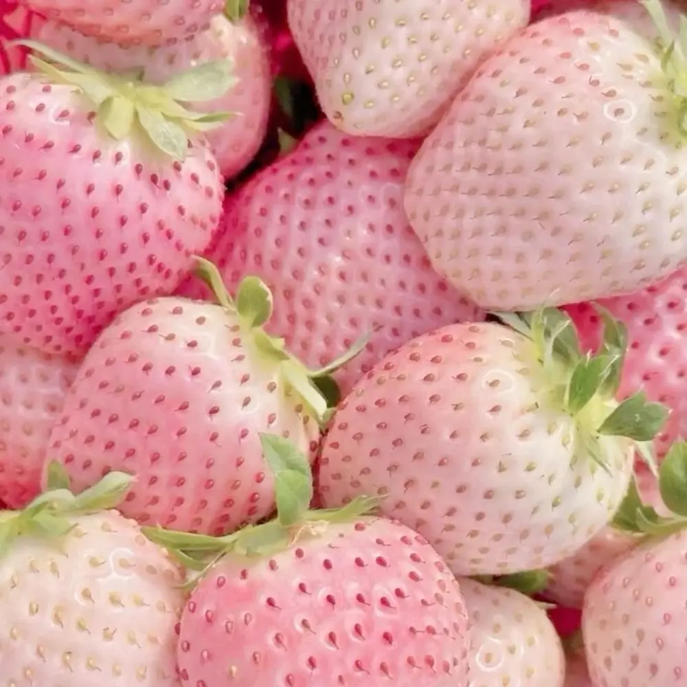 pinklavender42 profile pic