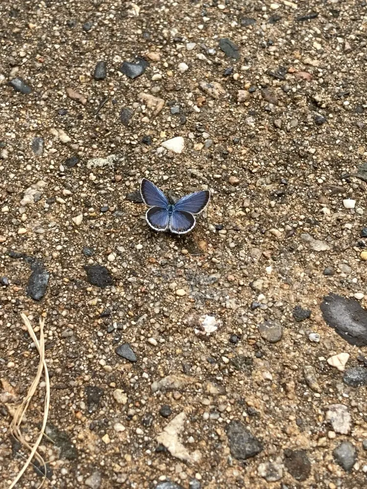 Calypso Waters profile pic