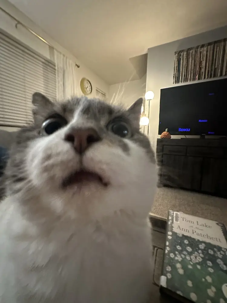 Lauren Koratich profile pic