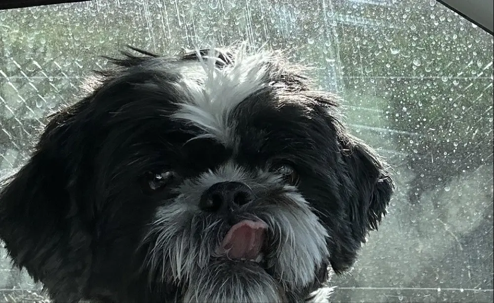 Gail Samson profile pic