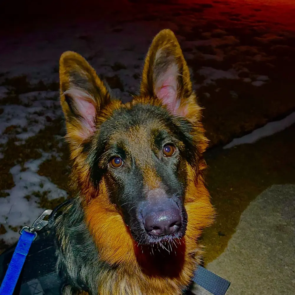 Victoria K profile pic