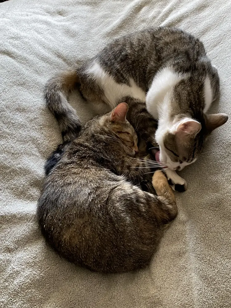 Jo Springer profile pic