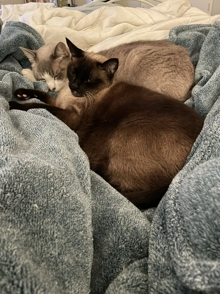 Claire Lemieux profile pic