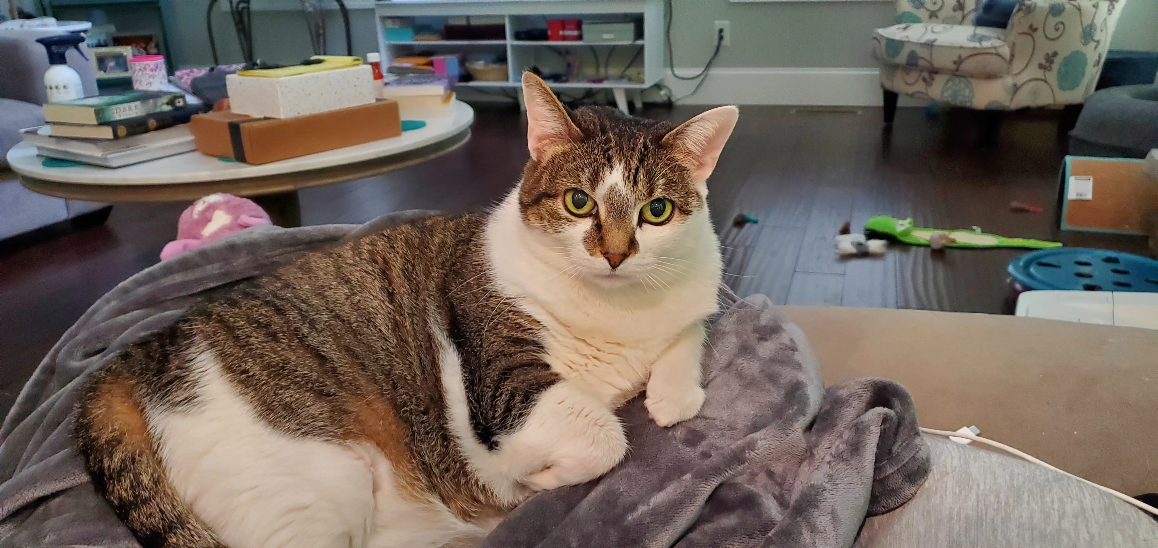 Katie Collier profile pic