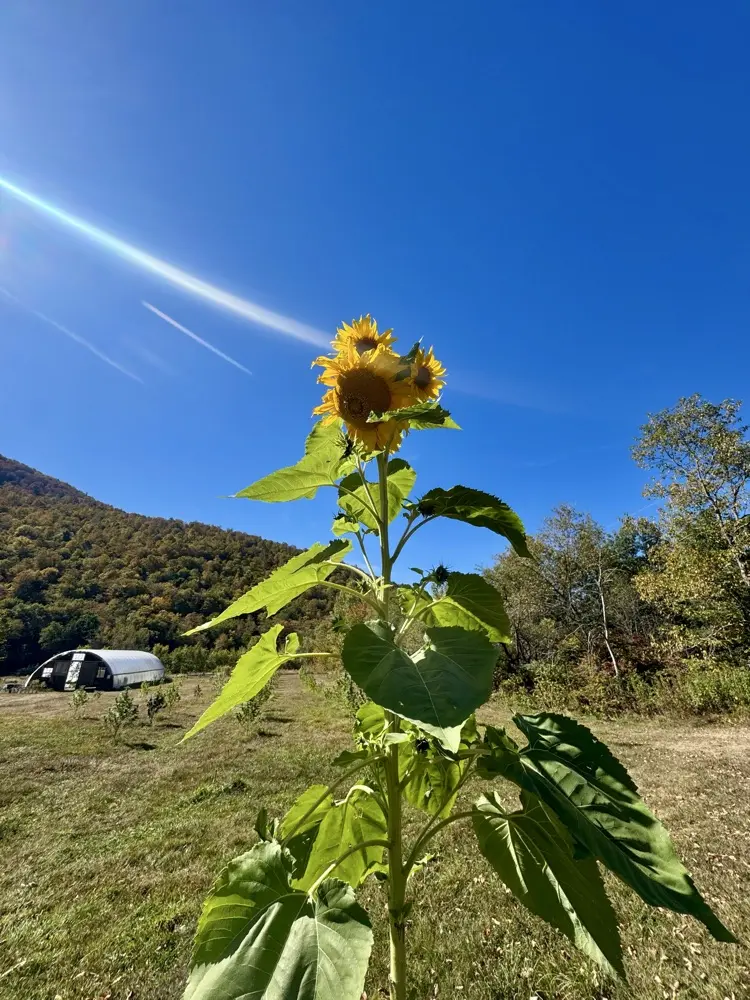 nicsplosion profile pic