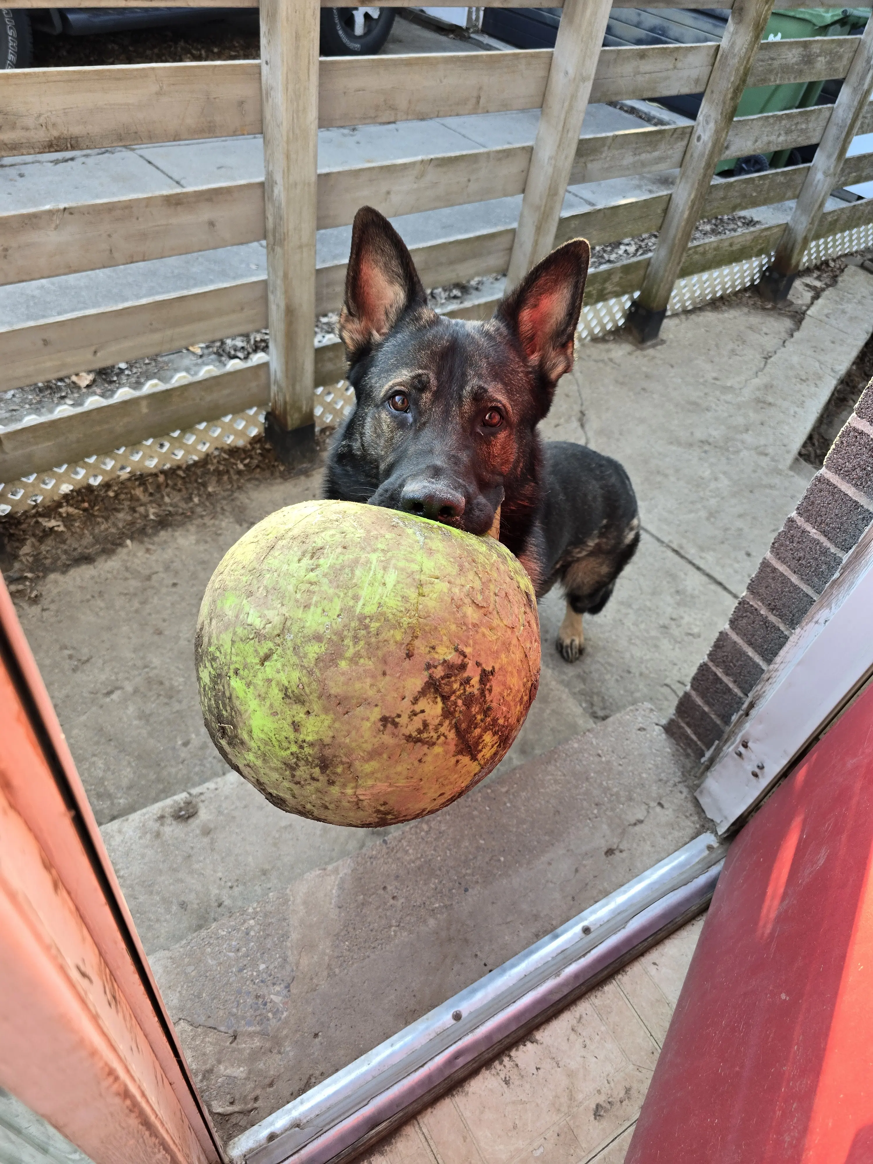 Gwenyth Love 🐺🐎 profile pic