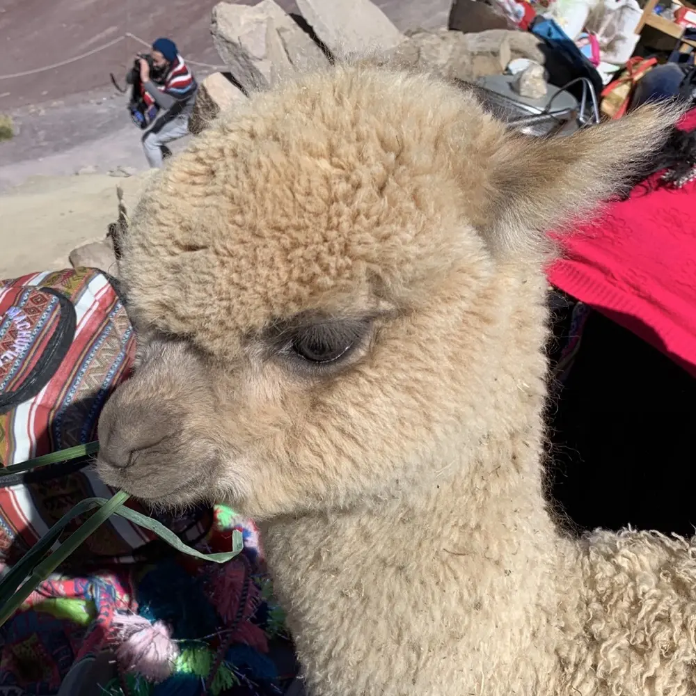 Elle Esse profile pic