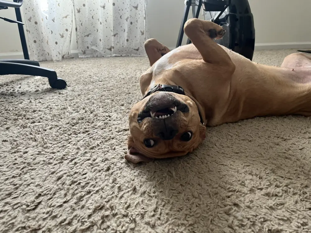 Sara Hadfield profile pic