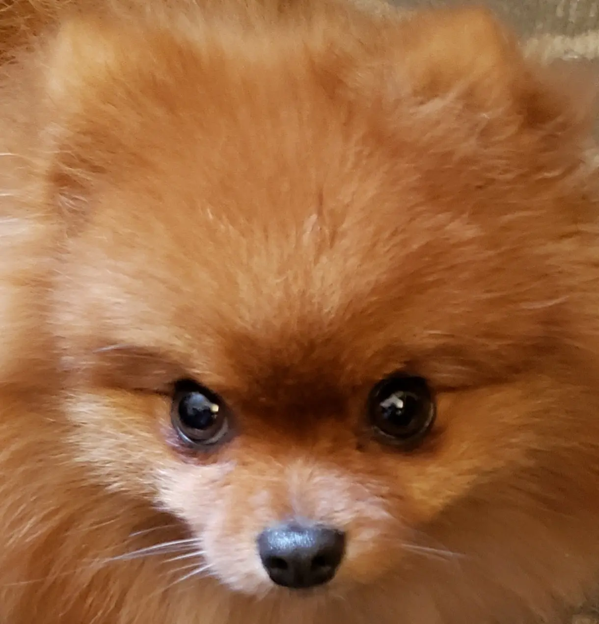 Stephani Morancie profile pic