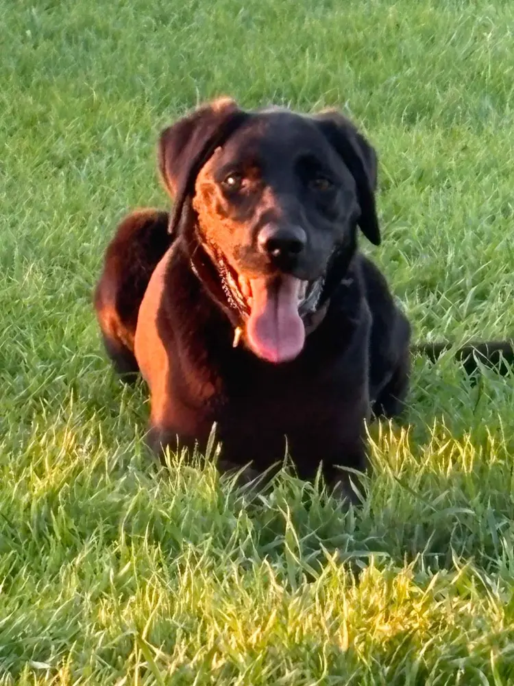 amanda masse profile pic