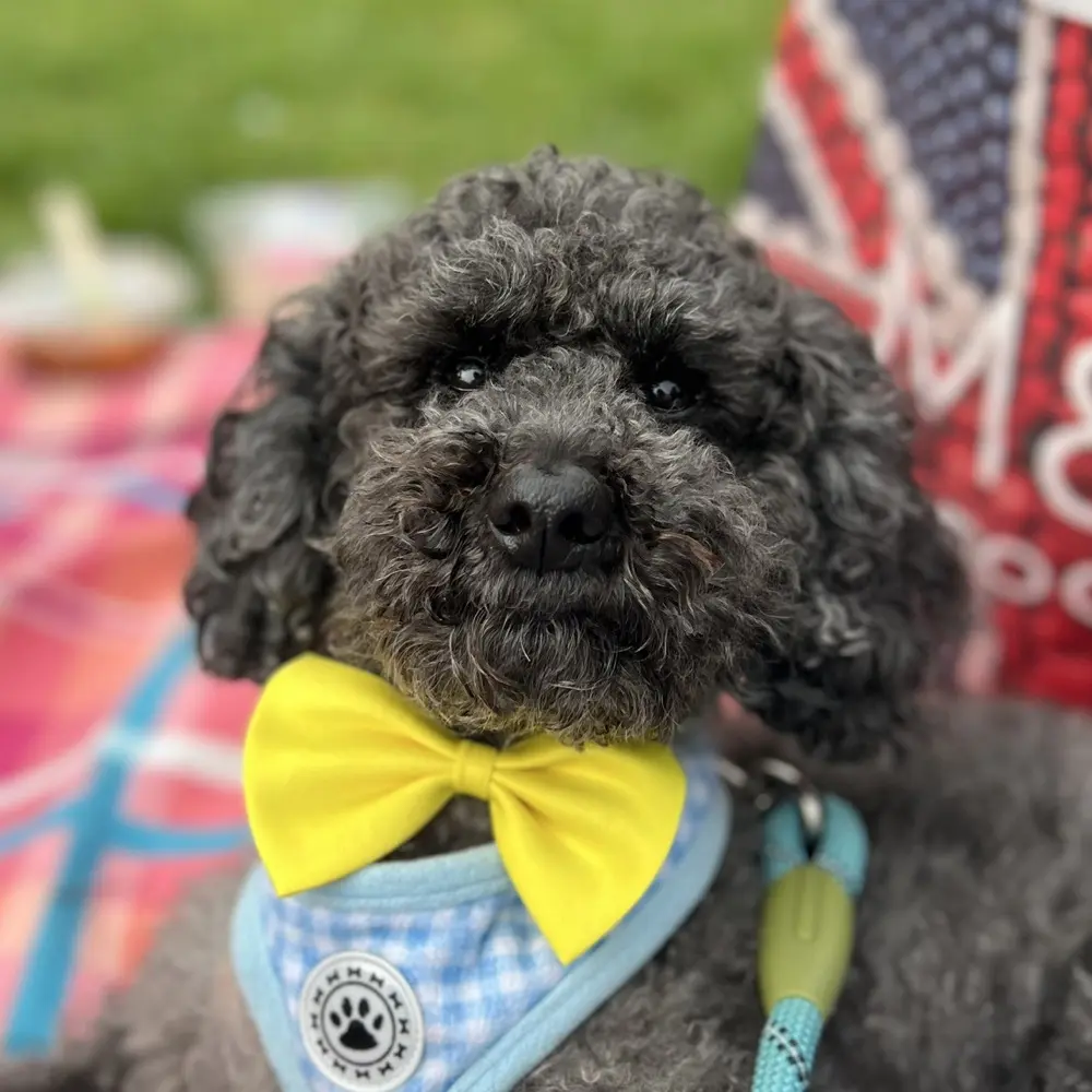 Saratonin profile pic