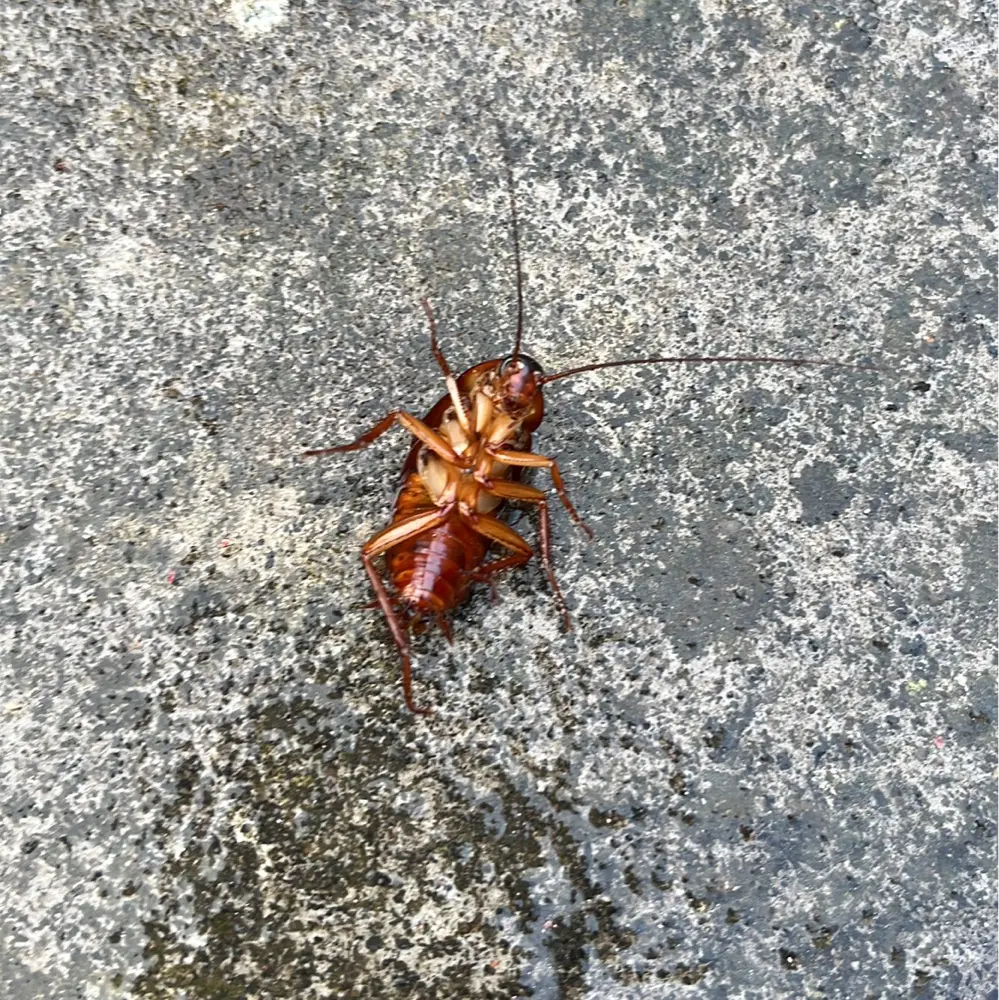 Arnau Freixa profile pic