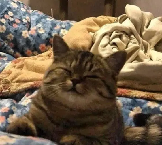 seabornStarfish avatar