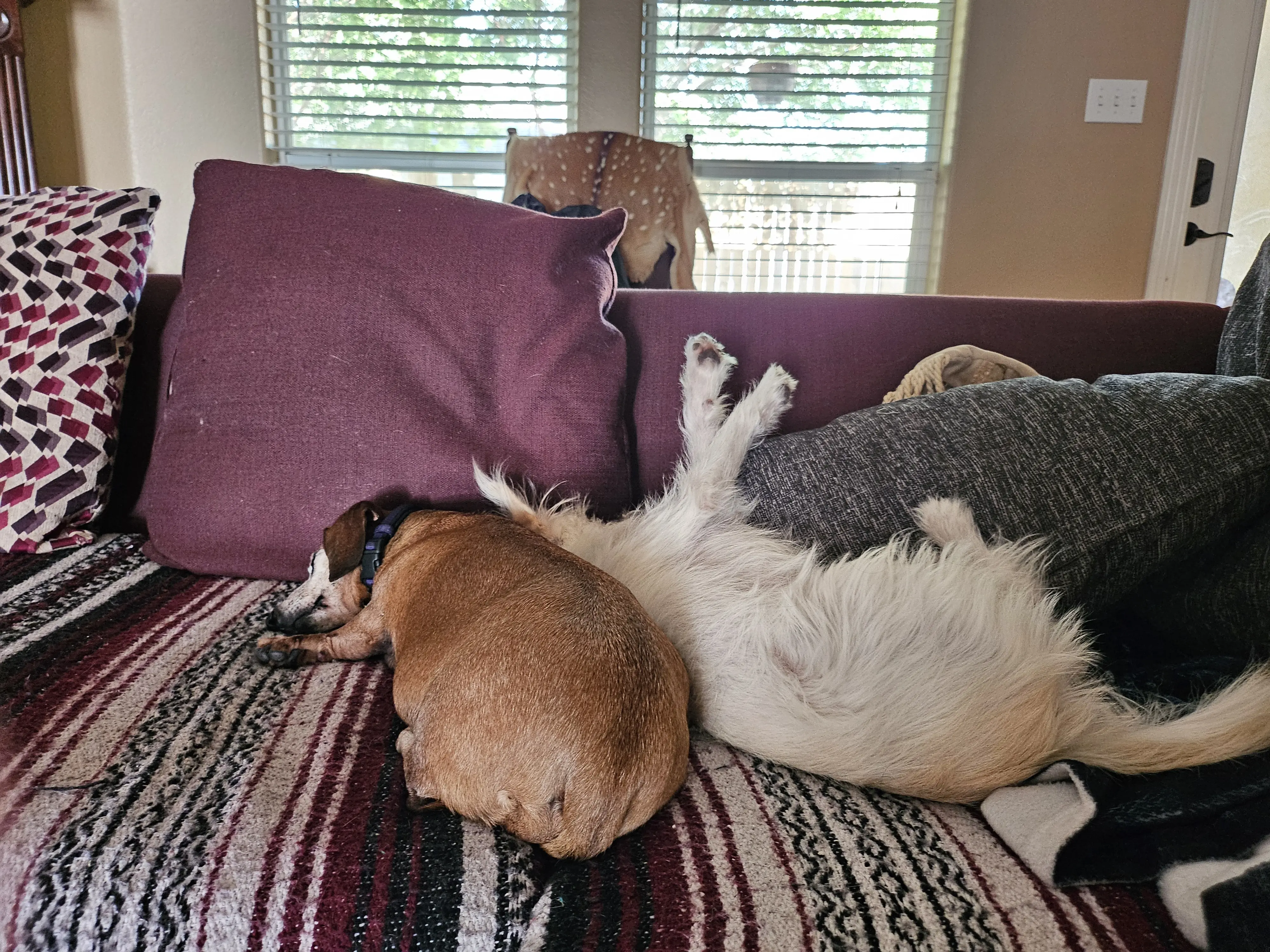 Cari Harris profile pic