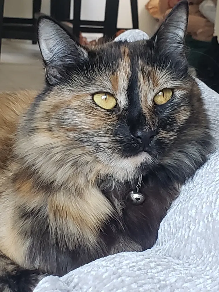 jo'scatqueenie profile pic