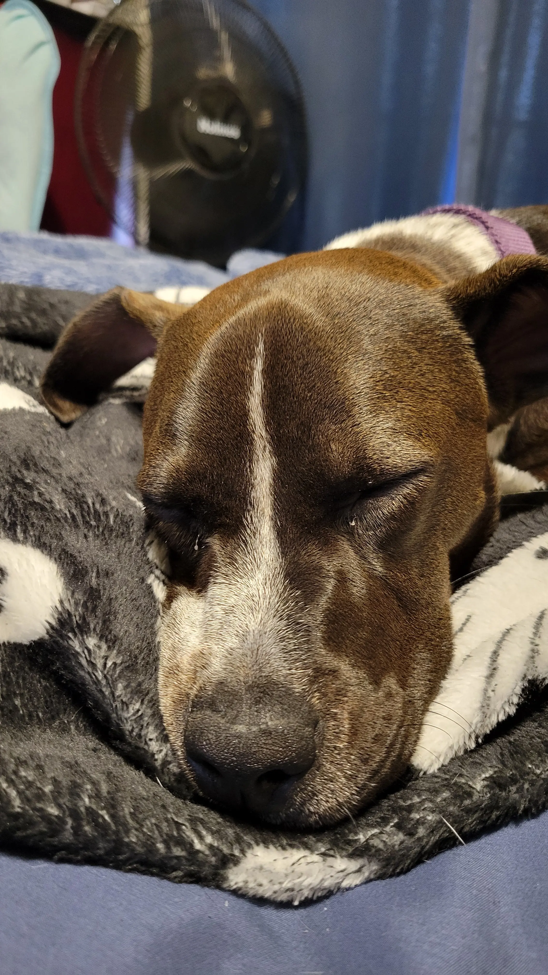 Bad Wolf profile pic