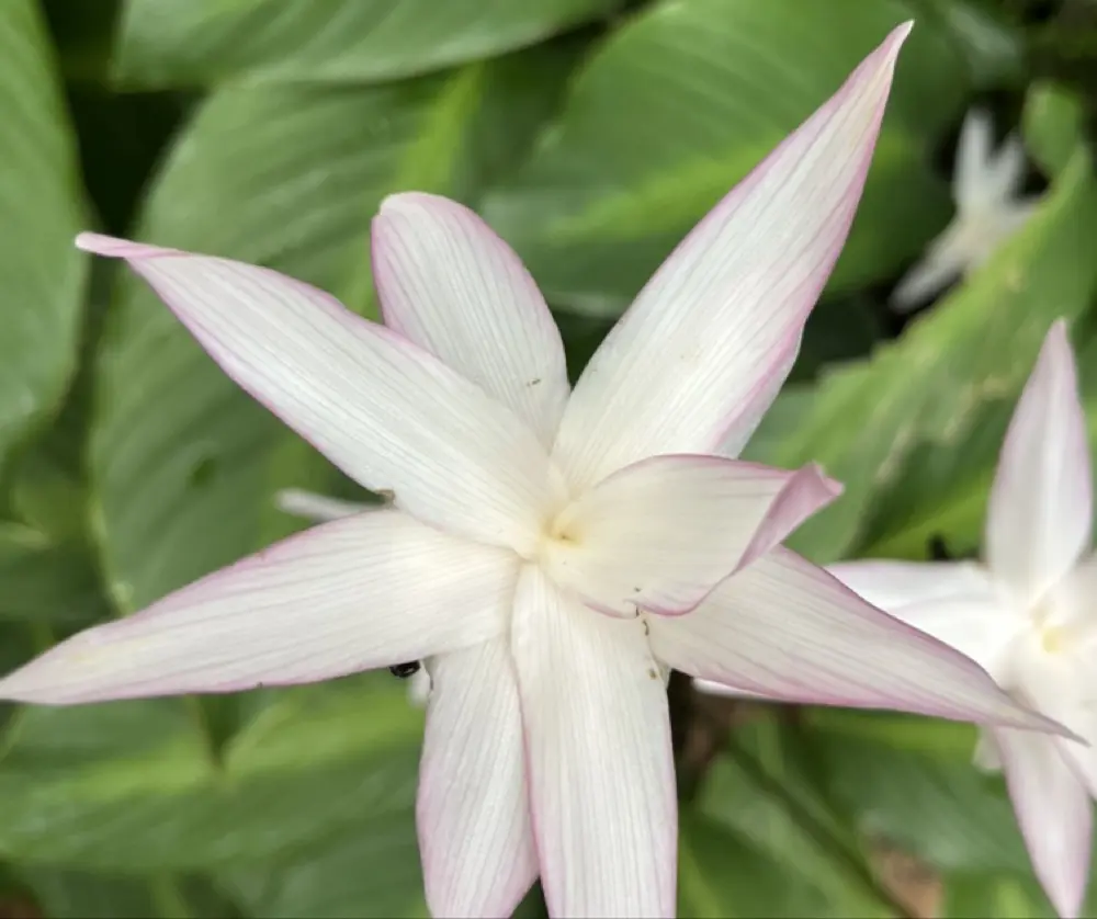 Justabrowngal, moderator