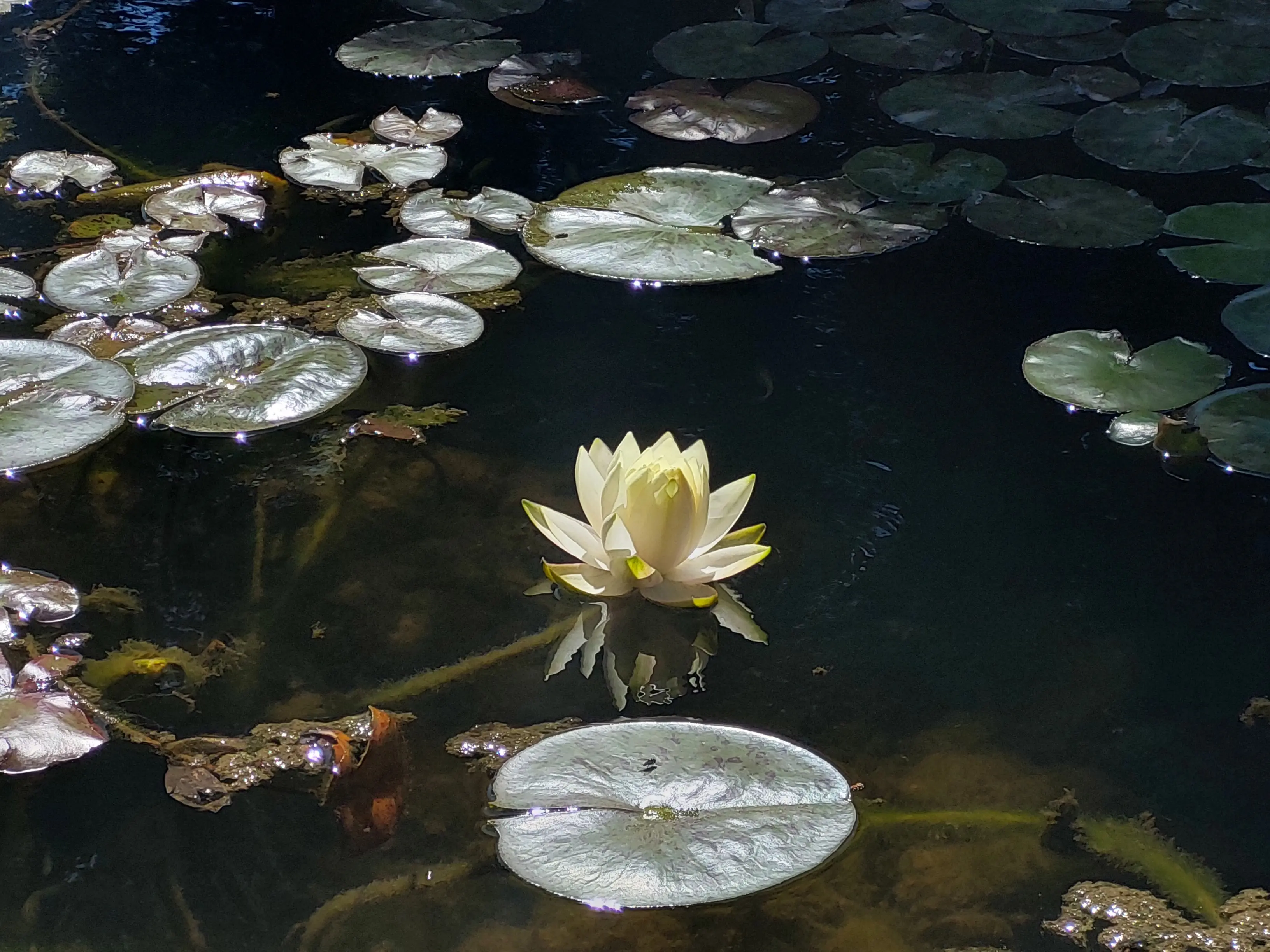 Avalanche profile pic