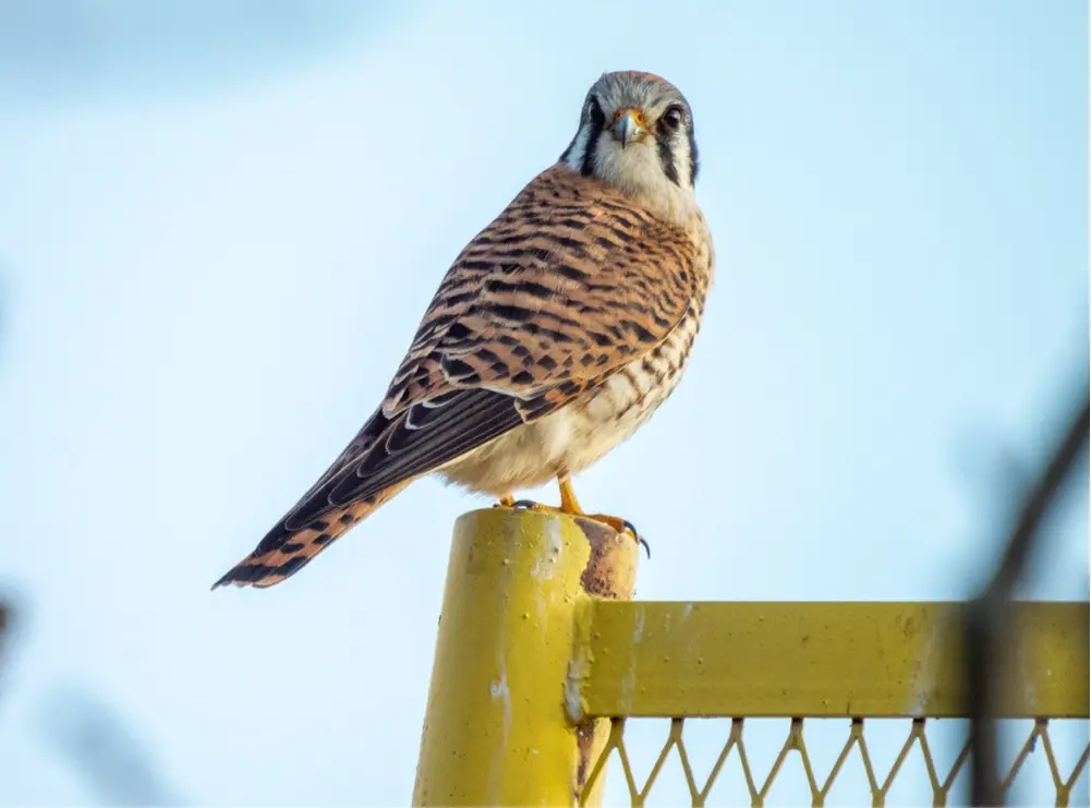 Sunballer profile pic