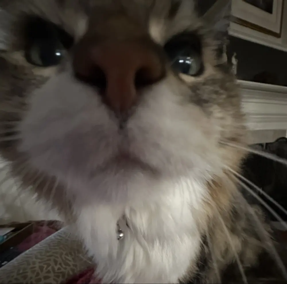 Julia_Ameringer profile pic