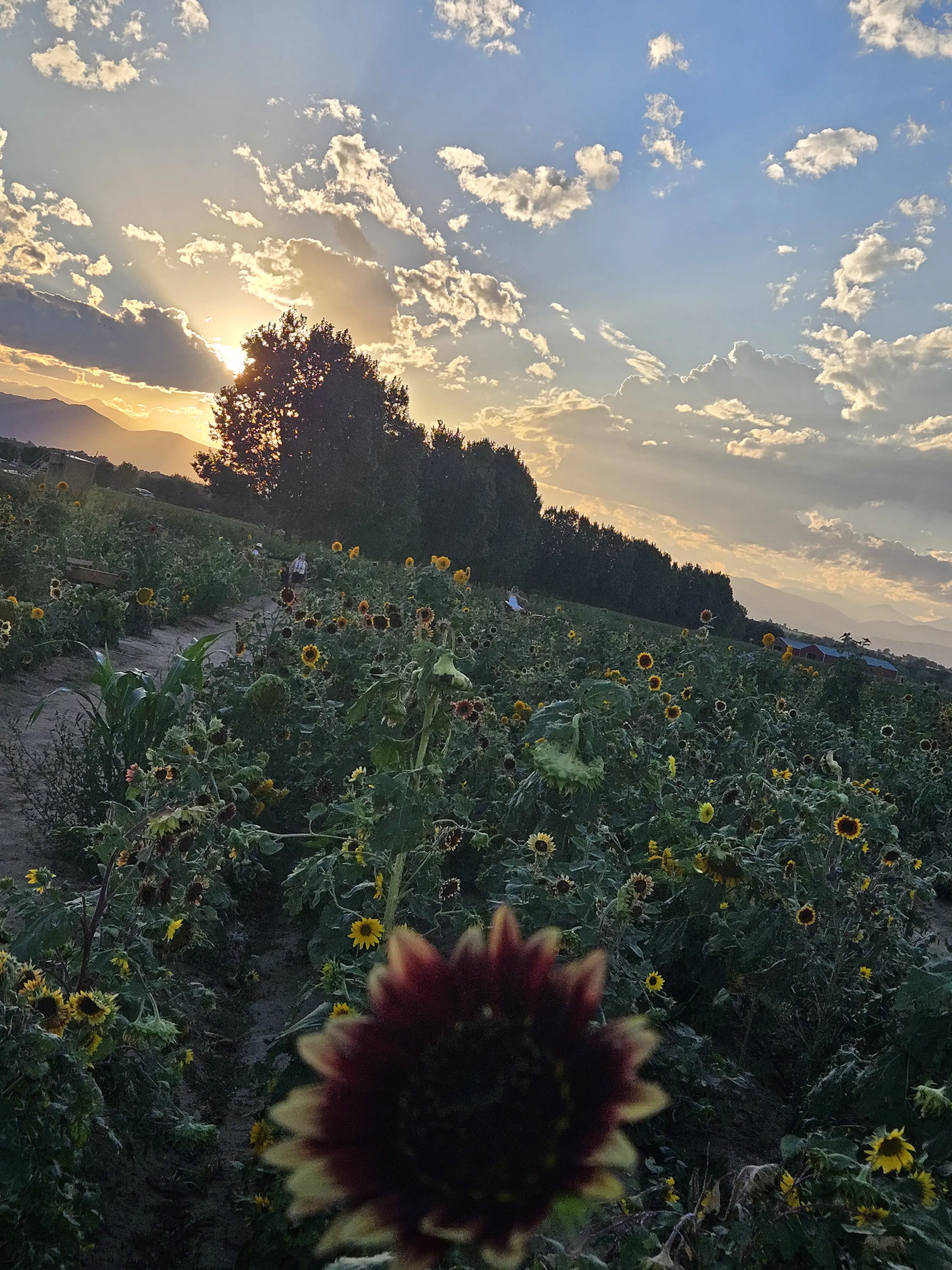 Kas the Librarian profile pic