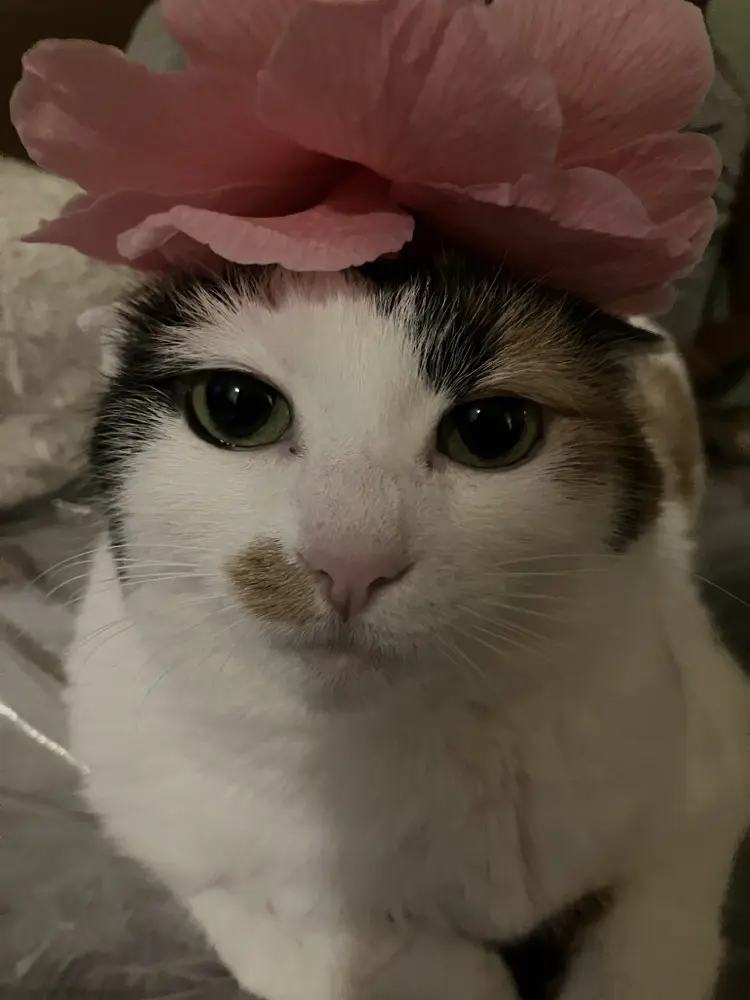 Penny 🍍, moderator