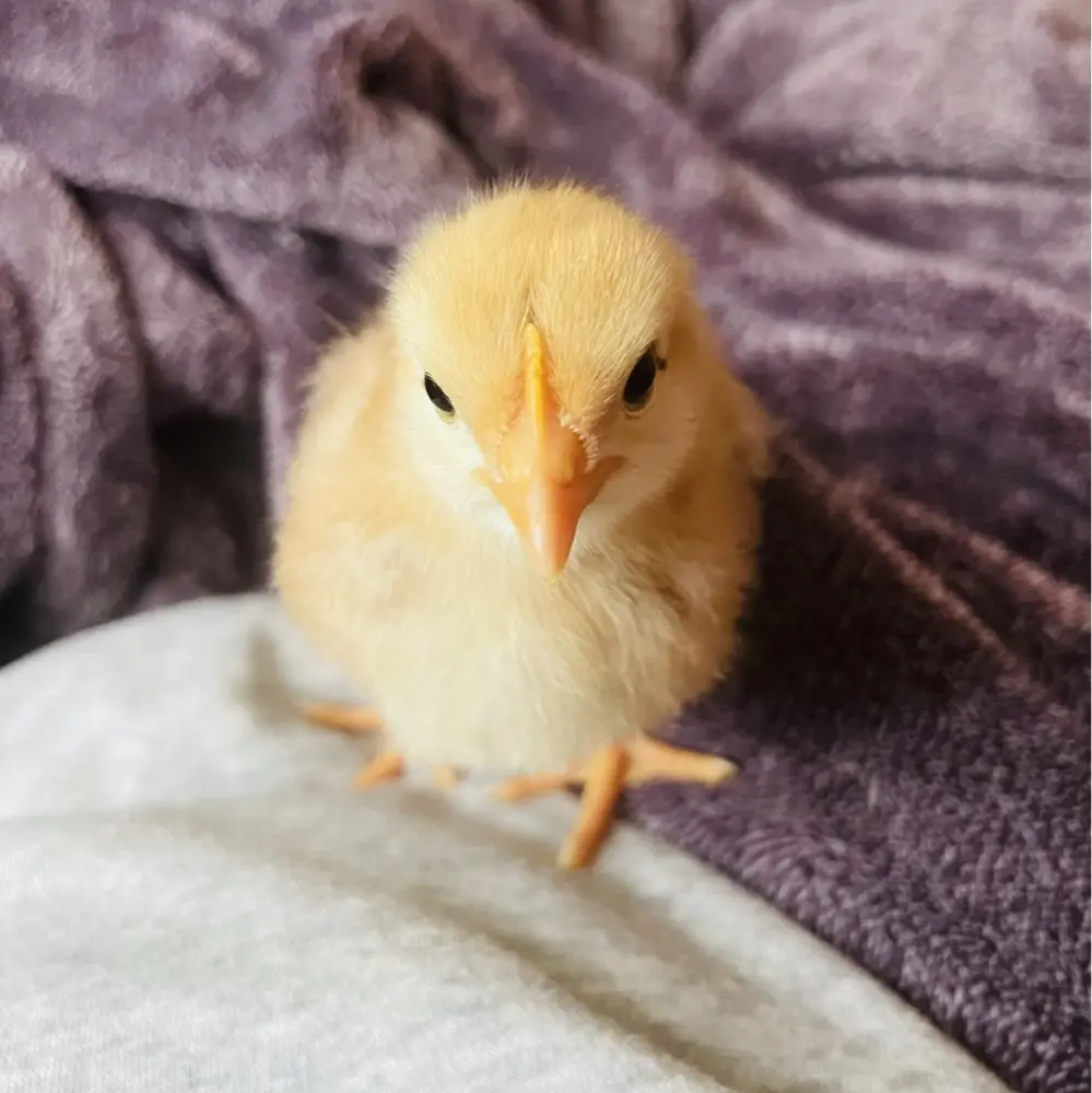 Janise 🇵🇷📚🍉 avatar