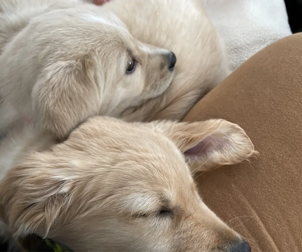 Victoria Mustard profile pic