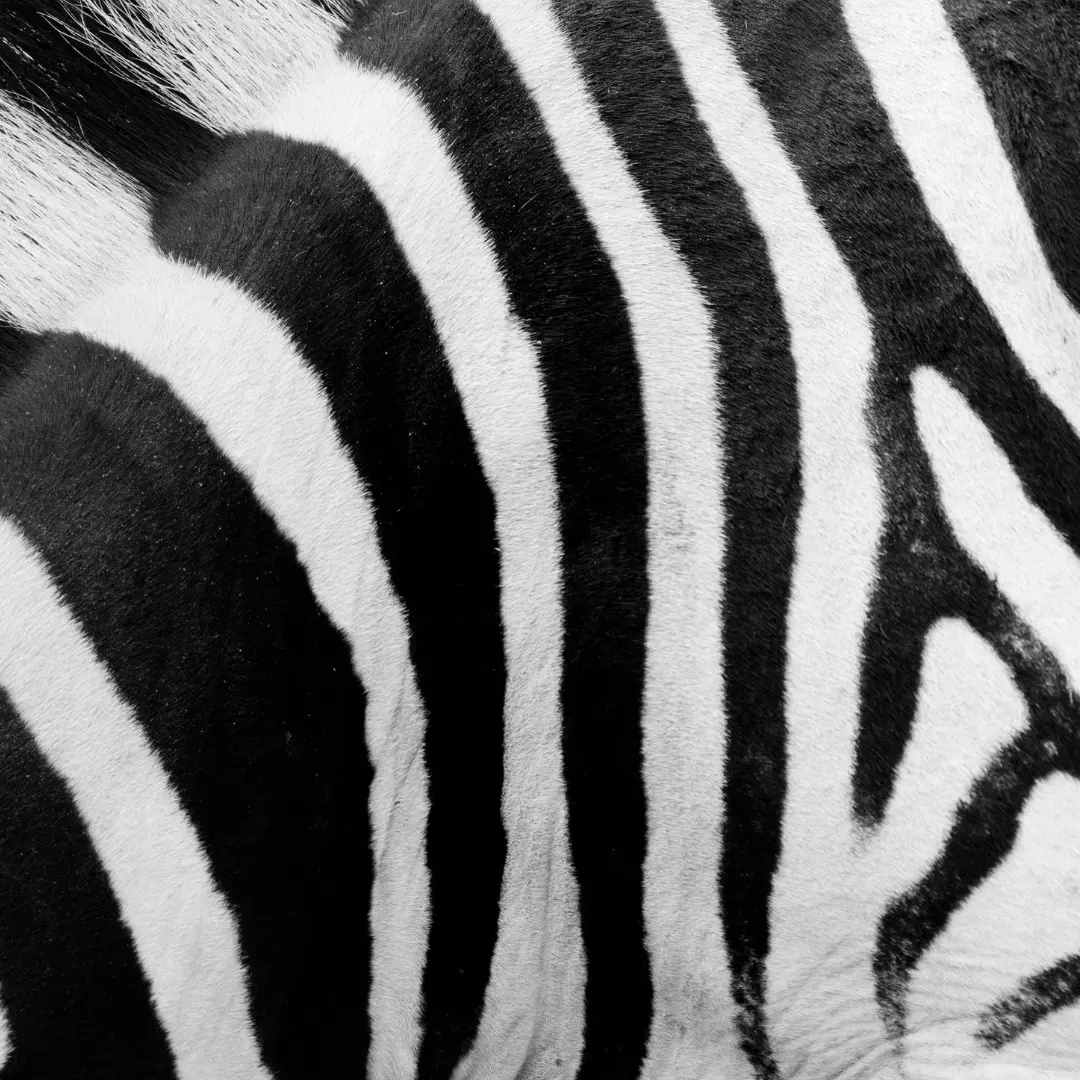 cripademia profile pic