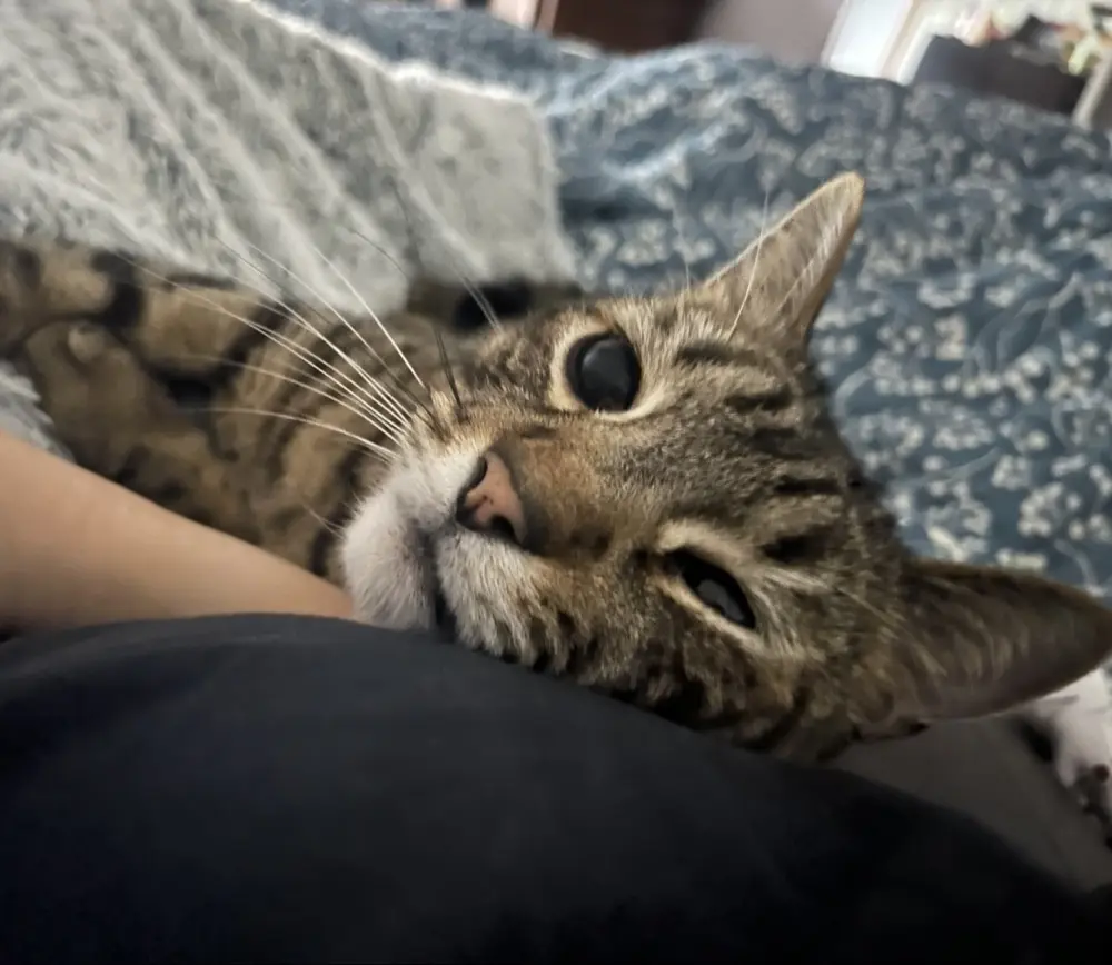 SCorrigan profile pic