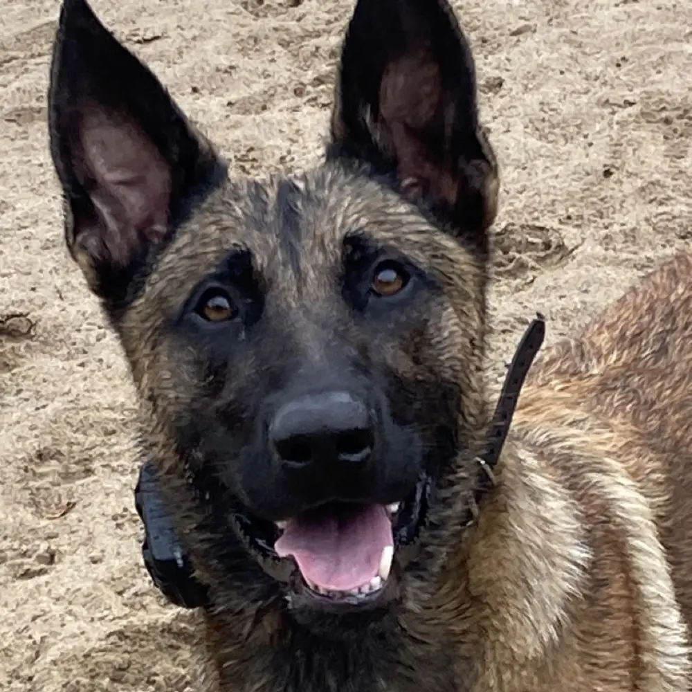 Cufaire 🐾 📚🐲 🌈 profile pic