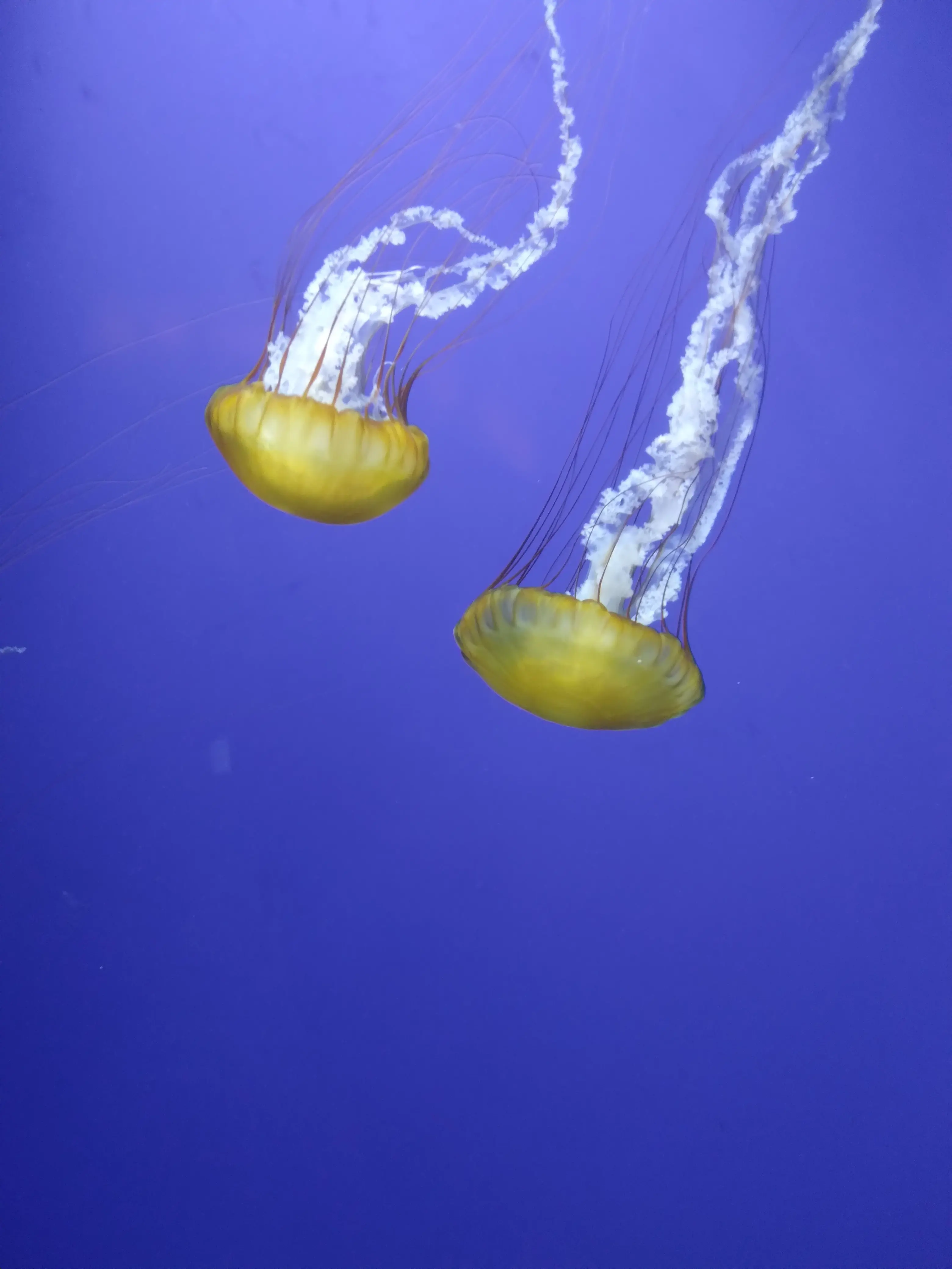 Kylee Leazer profile pic