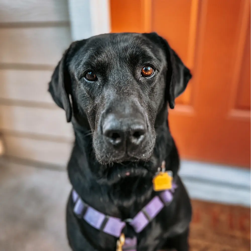 Sara profile pic