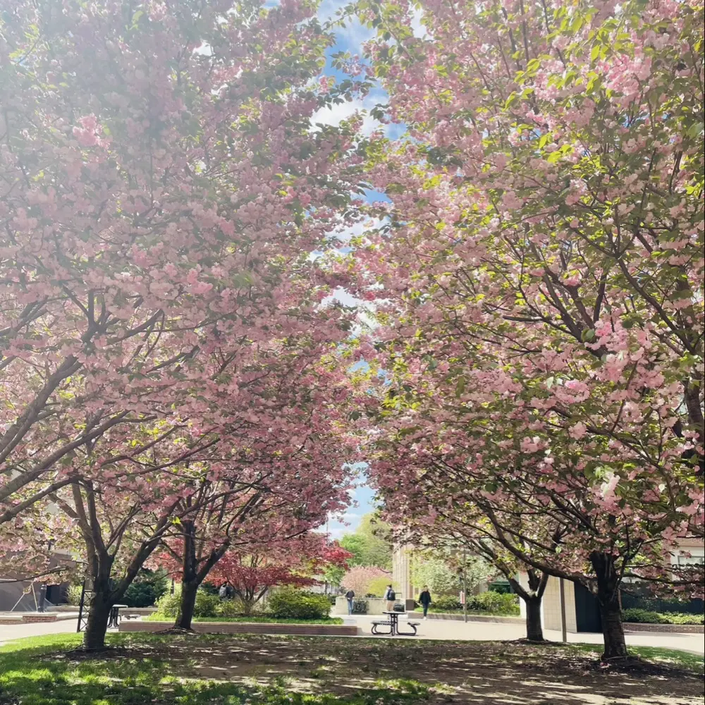 Ngan Nguyen profile pic