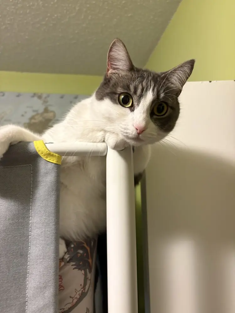 Natalie Streza profile pic