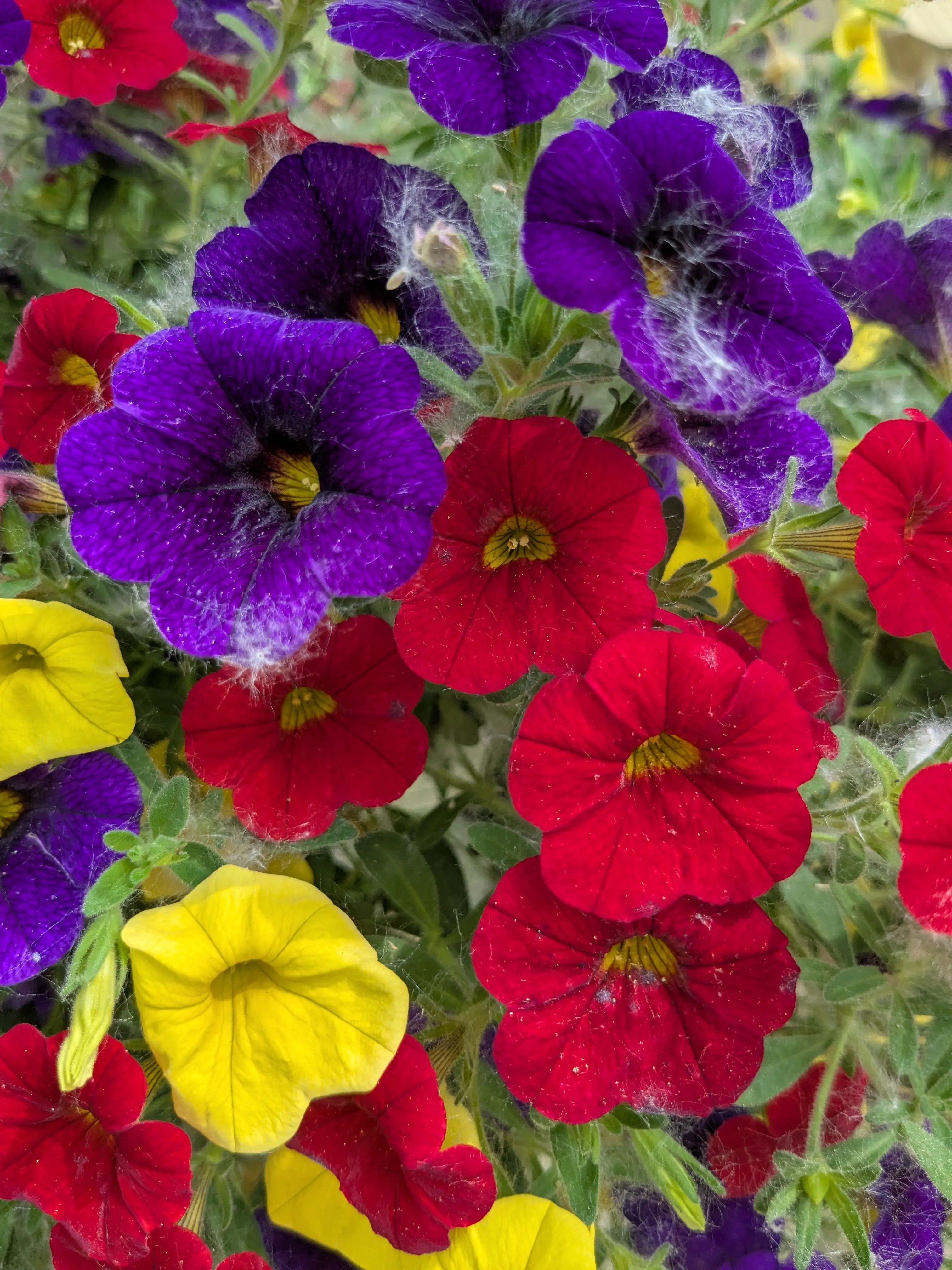 ChloChlo profile pic