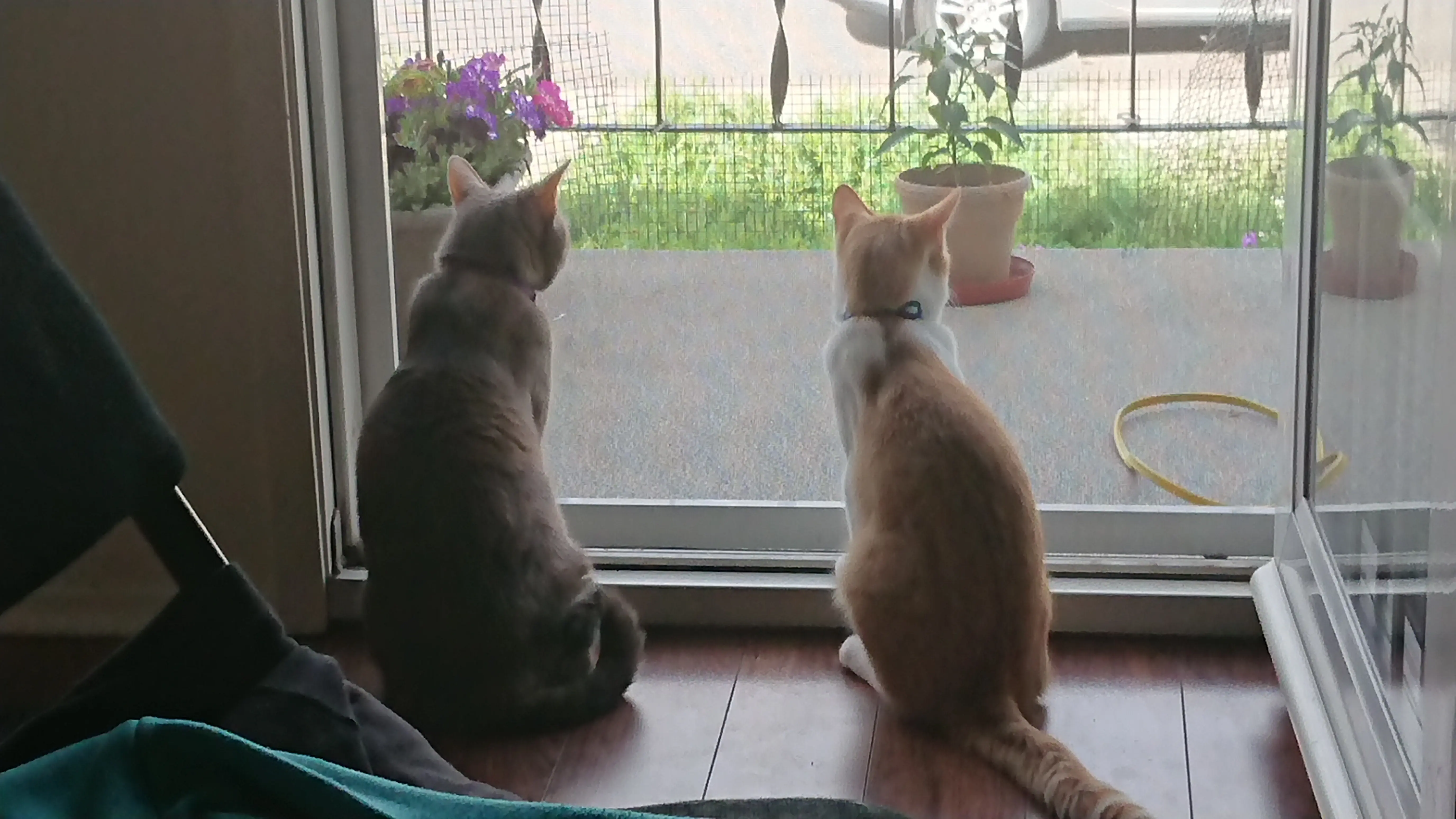 Noelle🐞 profile pic