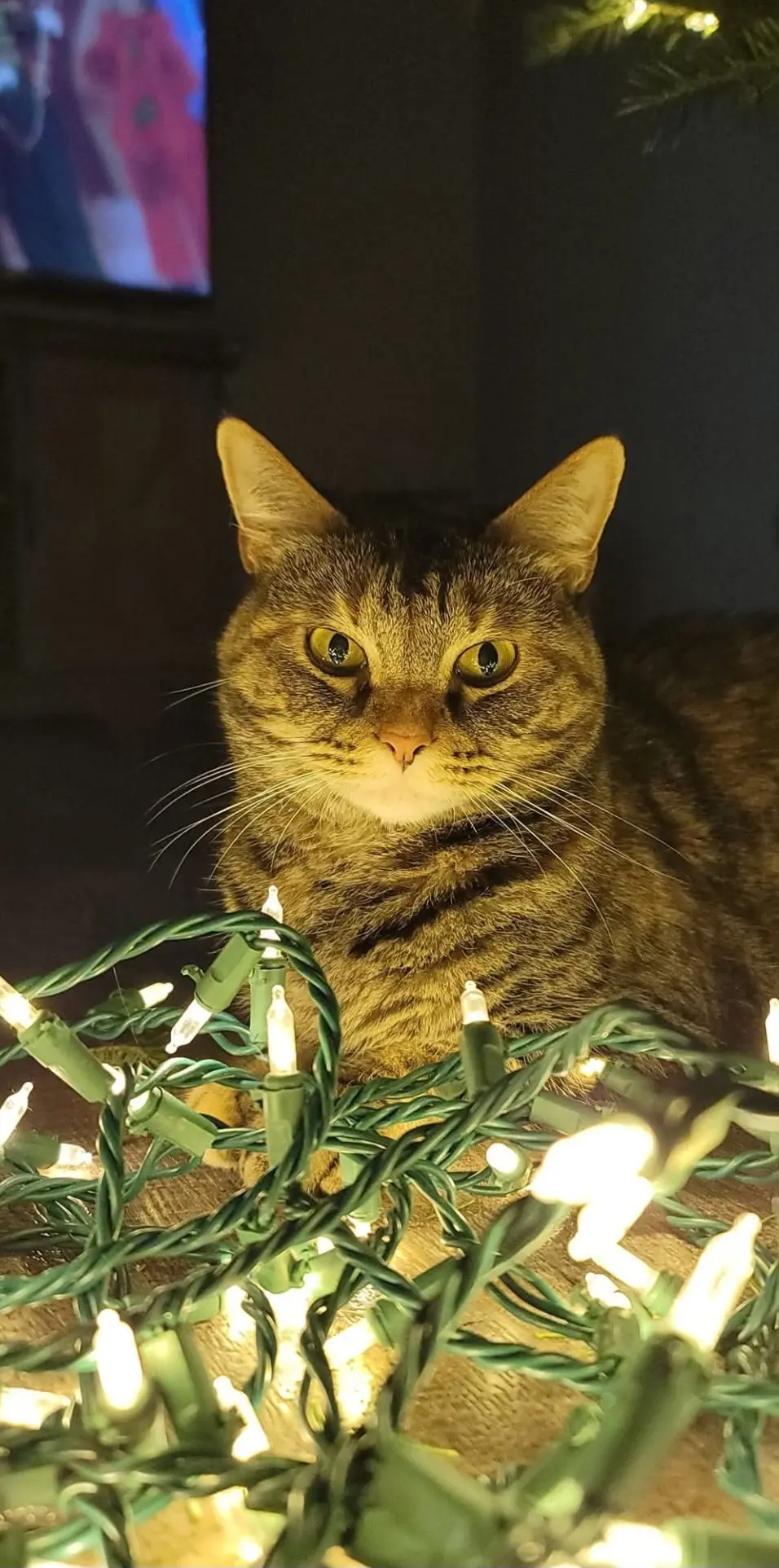 Sarah Shaw profile pic