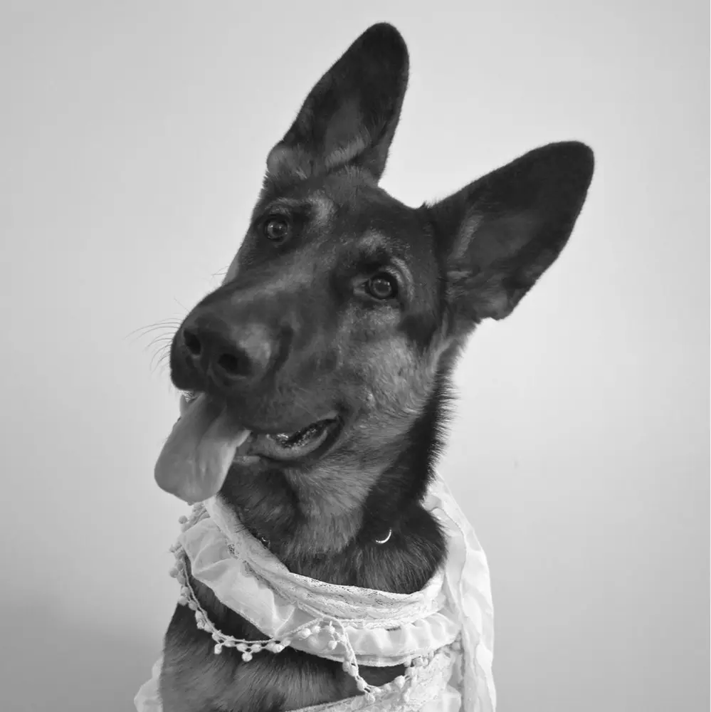 Shaggy Shepherd Books profile pic