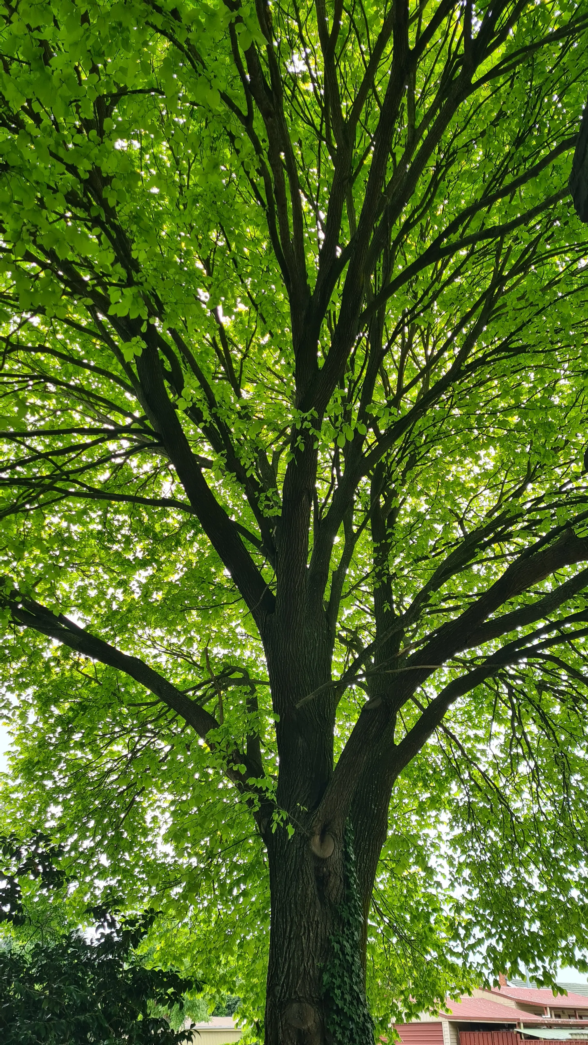 AngelA789 profile pic