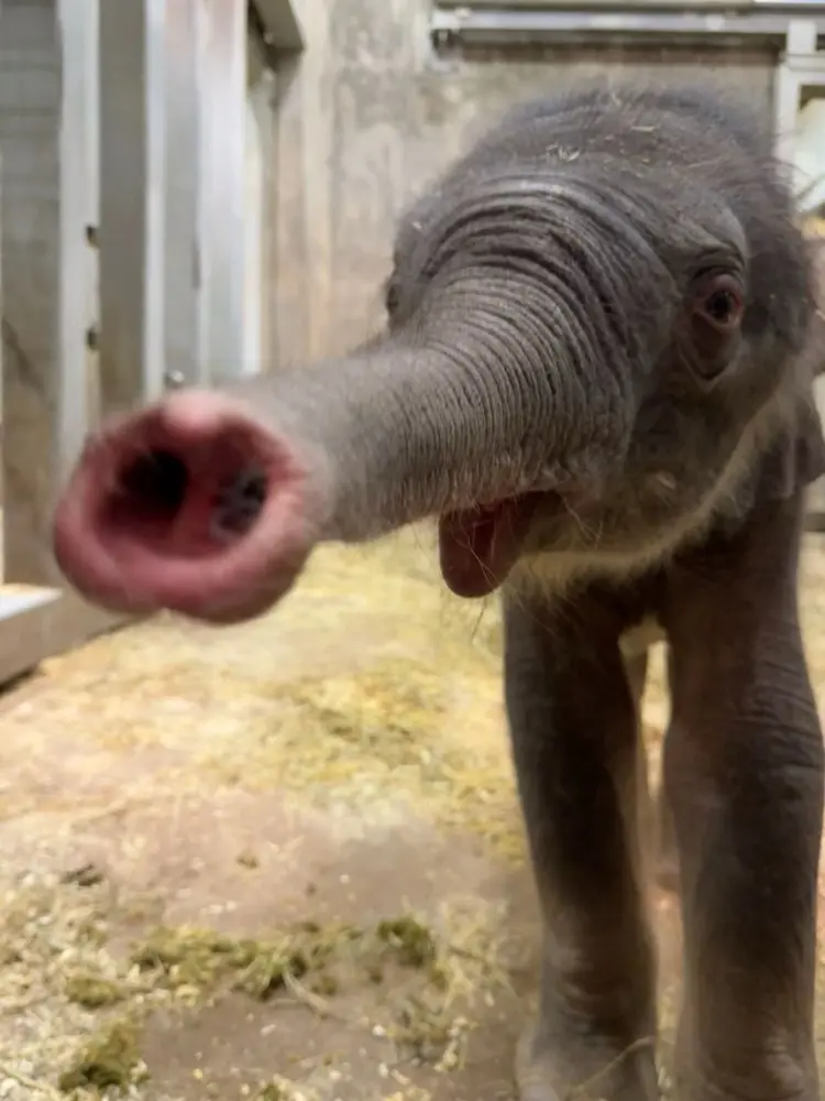 isobelthewizard profile pic