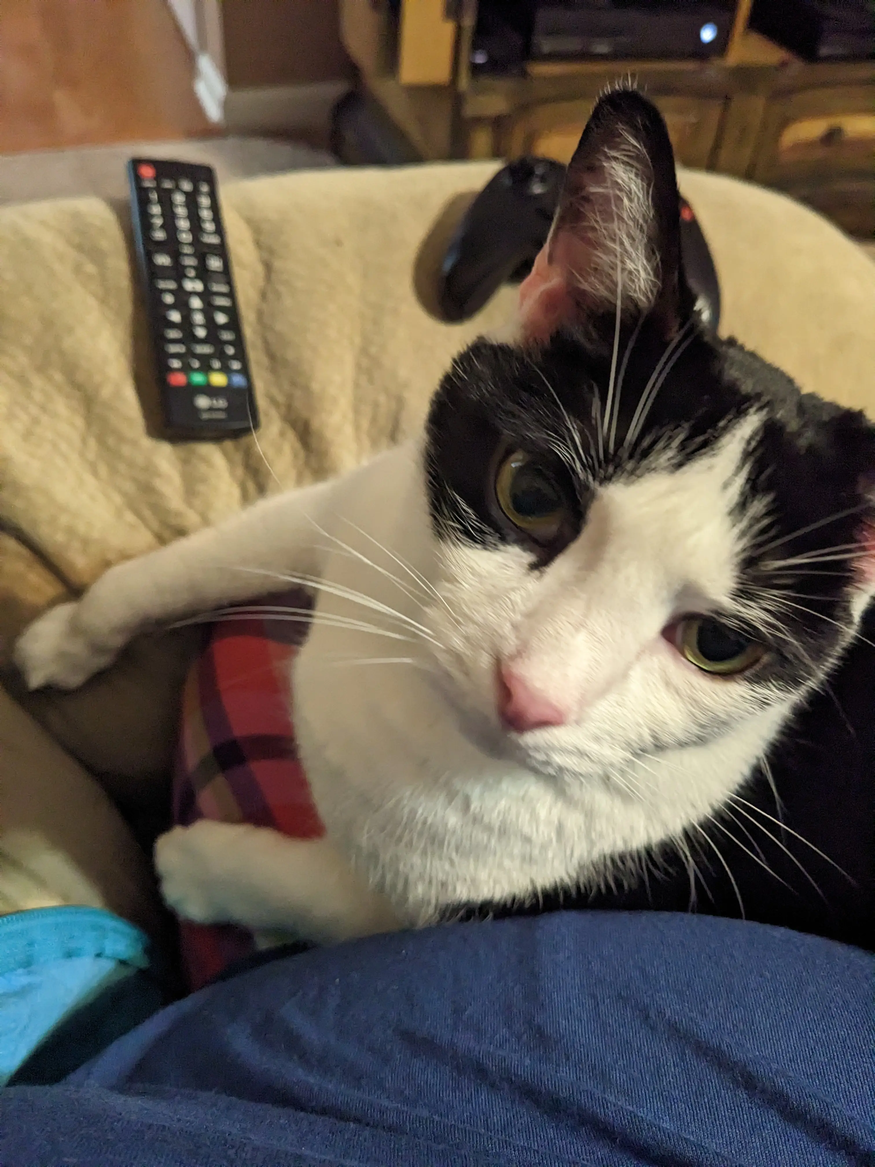 Nightshade profile pic