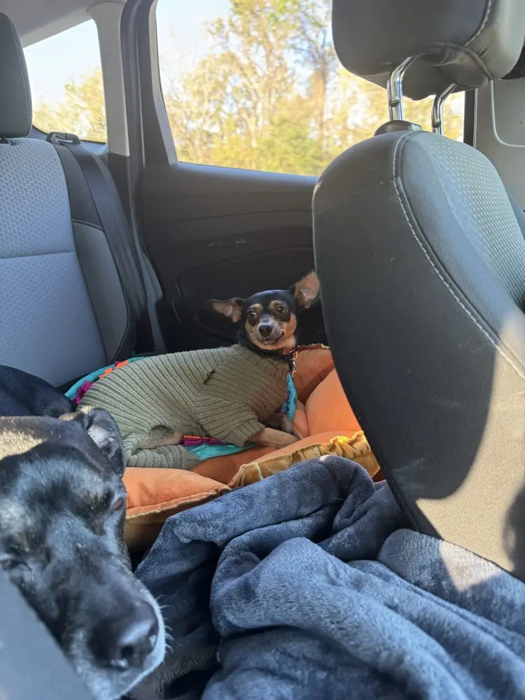 Karina Bhutta avatar