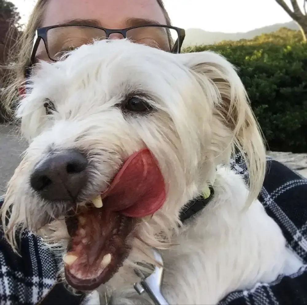 charlacharizard profile pic