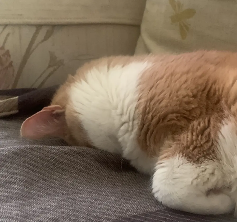 Katie Bean profile pic