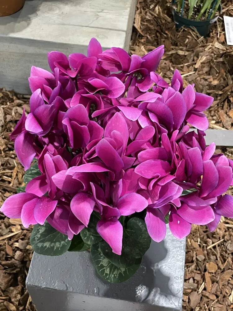 Maria Viamonte profile pic