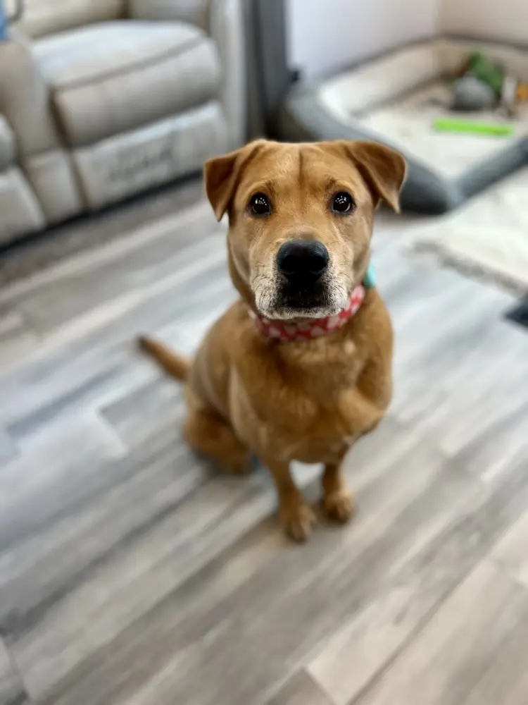 Lassie159 profile pic